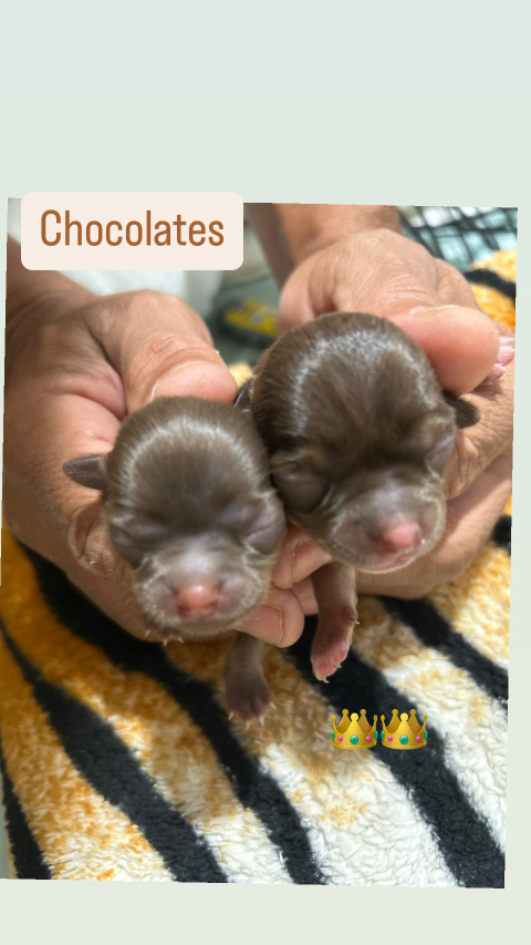 Chihuahuas fêmeas chocolate